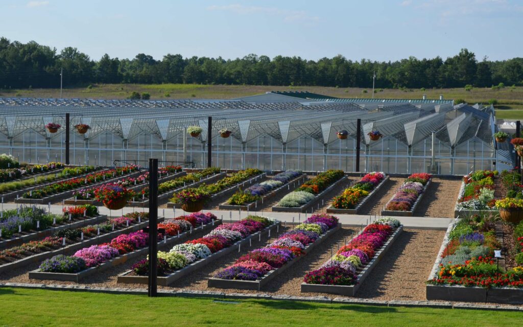 Optimizing Packing and Shipping: A Case Study of Young's Plant Farm with AMPL